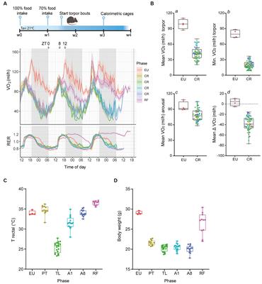 Hippocampal neuroimmune response in mice undergoing serial daily torpor induced by calorie restriction
